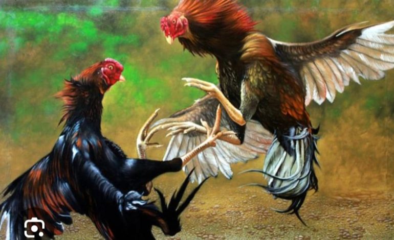 perjudian sabung ayam kembali mencuat di Kabupaten Gowa