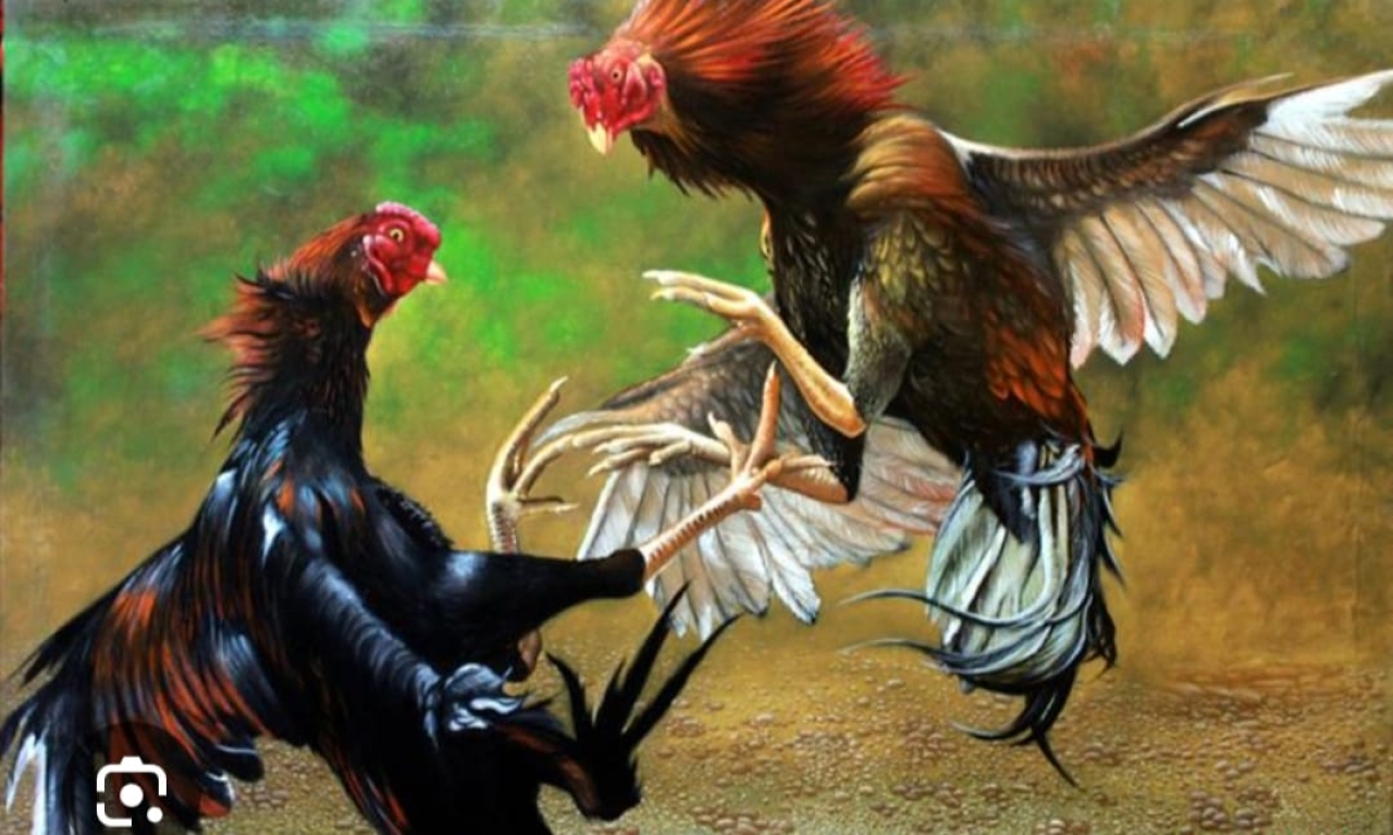 perjudian sabung ayam kembali mencuat di Kabupaten Gowa